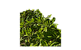 Arbol Scavola