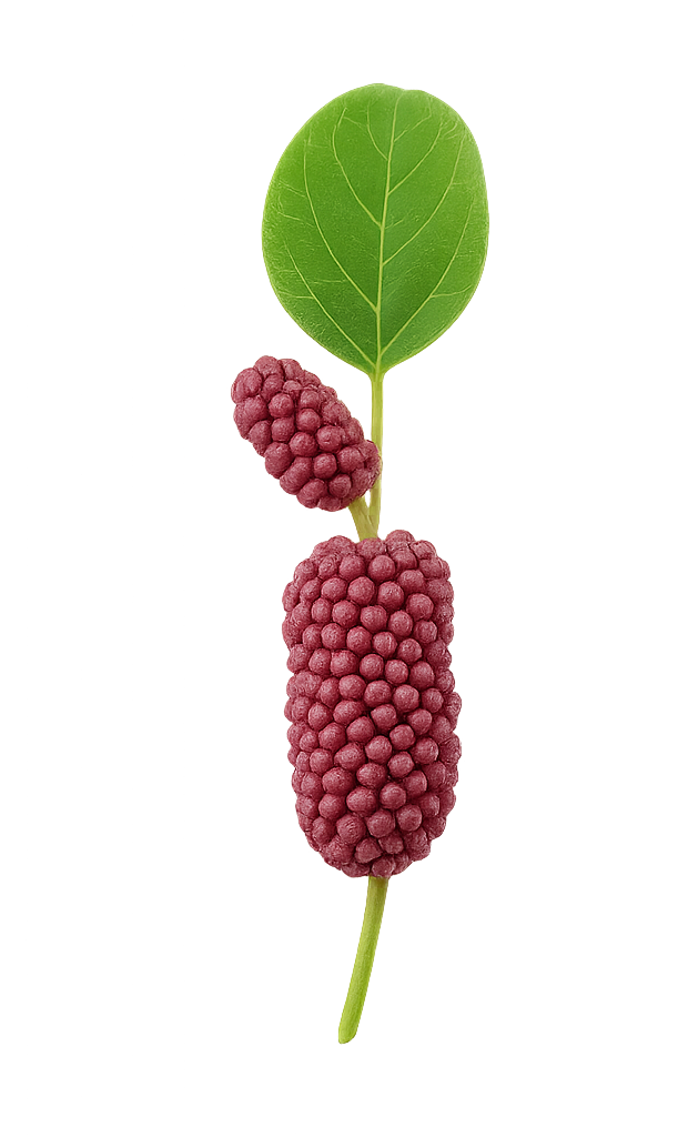 Arbol de Palo de pollo